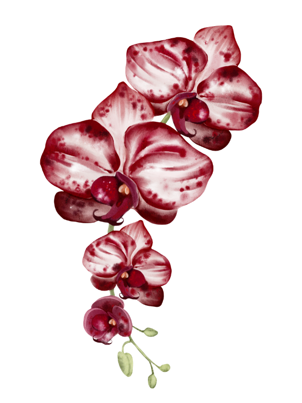 Flor